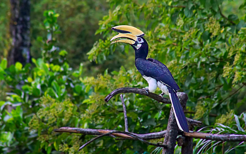 Piasau Nature Reserve